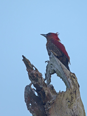 Chrysophlegma miniaceum