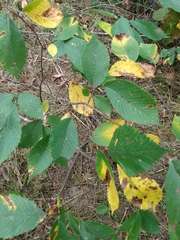 Ulmus rubra