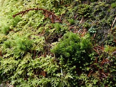 Dicranum fuscescens