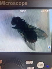 Oestroidea
