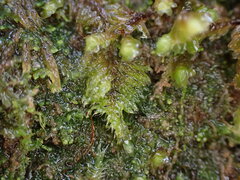 Hypnum circinale