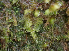 Hypnum circinale