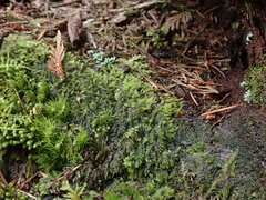 Hypnum circinale