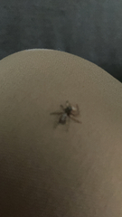 Attulus fasciger