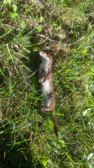 Mustela