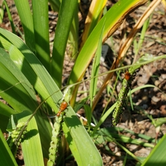 Zelus longipes