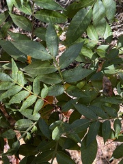 Carya pallida