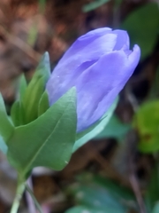 Gentiana catesbaei