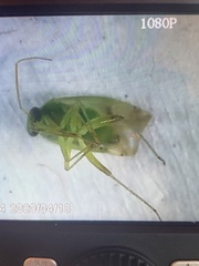 Miridae