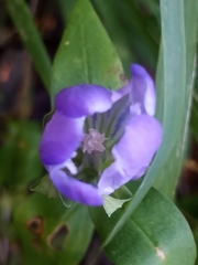 Gentiana catesbaei
