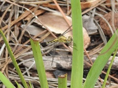 Erythrodiplax minuscula