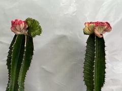 Euphorbia trigona