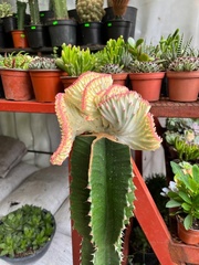 Euphorbia trigona