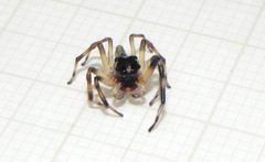 Hypaeus taczanowskii