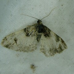 Melanthia procellata