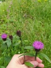 Centaurea nigra