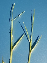 Urochloa platyphylla