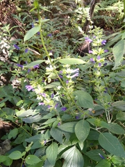Salvia mexicana
