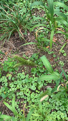 Setaria viridis