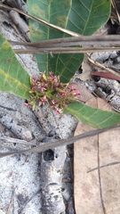 Anacardium