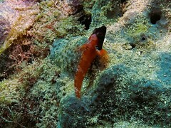 Enneapterygius atrogulare