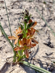 Wachendorfia multiflora
