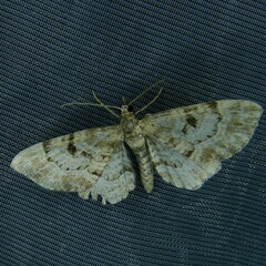 Eupithecia abietaria