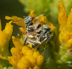 Perdita