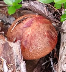 Leccinum manzanitae