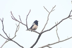 Copsychus saularis