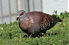Columba guinea phaeonota
