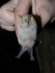 Mesophylla macconnelli