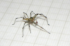 Lyssomanes nigropictus