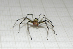 Lyssomanes nigropictus