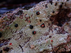 Mycoblastus sanguinarius