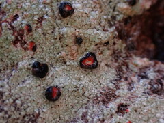 Mycoblastus sanguinarius