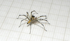 Lyssomanes nigropictus