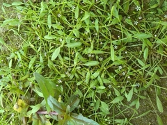 Limosella aquatica