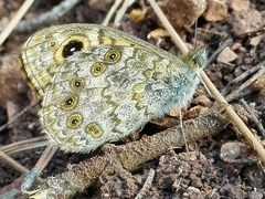Lasiommata