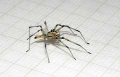 Lyssomanes nigropictus