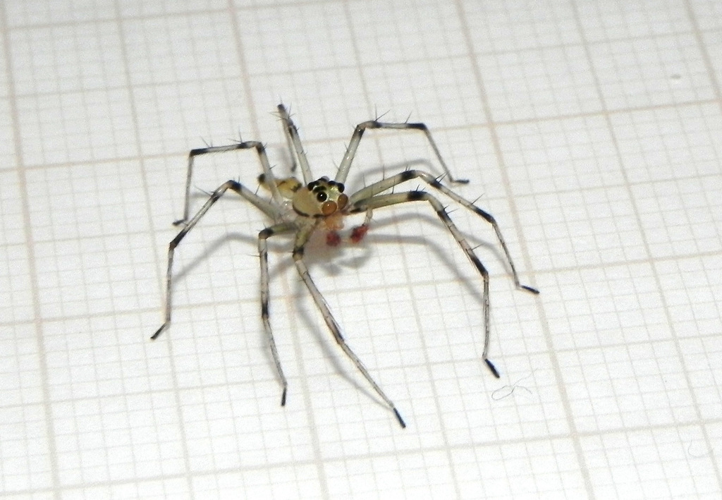 Lyssomanes nigropictus