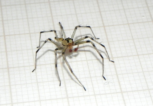 Lyssomanes nigropictus