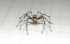 Lyssomanes nigropictus