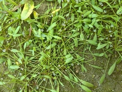 Limosella aquatica