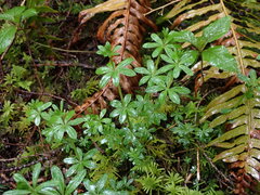Galium triflorum