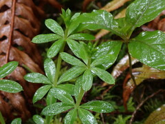 Galium triflorum