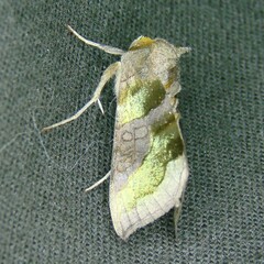 Diachrysia chrysitis