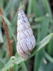 Cochlicella acuta