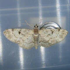 Eupithecia abietaria