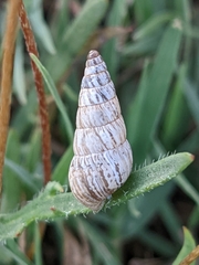 Cochlicella acuta
